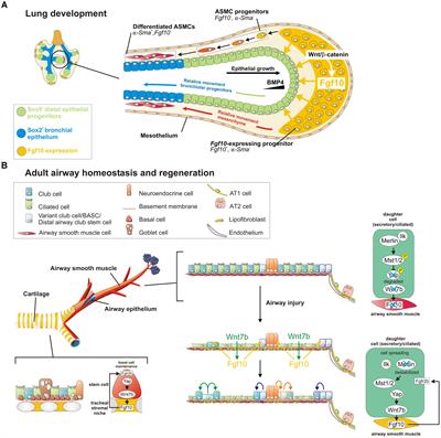 Fgf10 Signaling in Lung Development, Homeostasis, Disease, and Repair After Injury